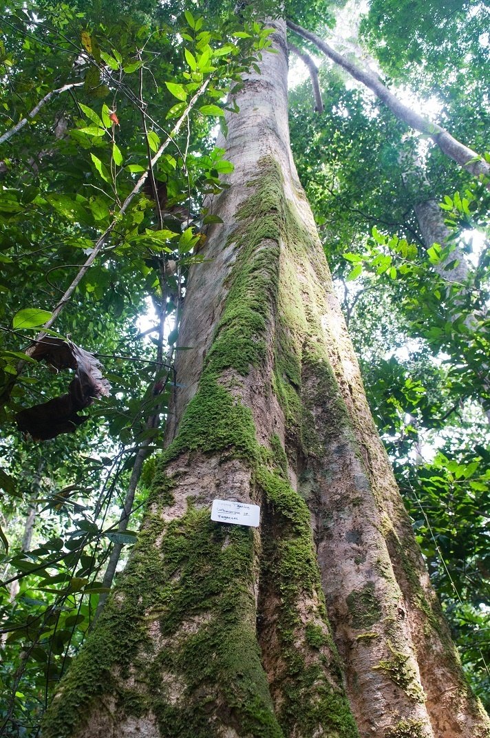 Kekayaan flora Hutan Harapan