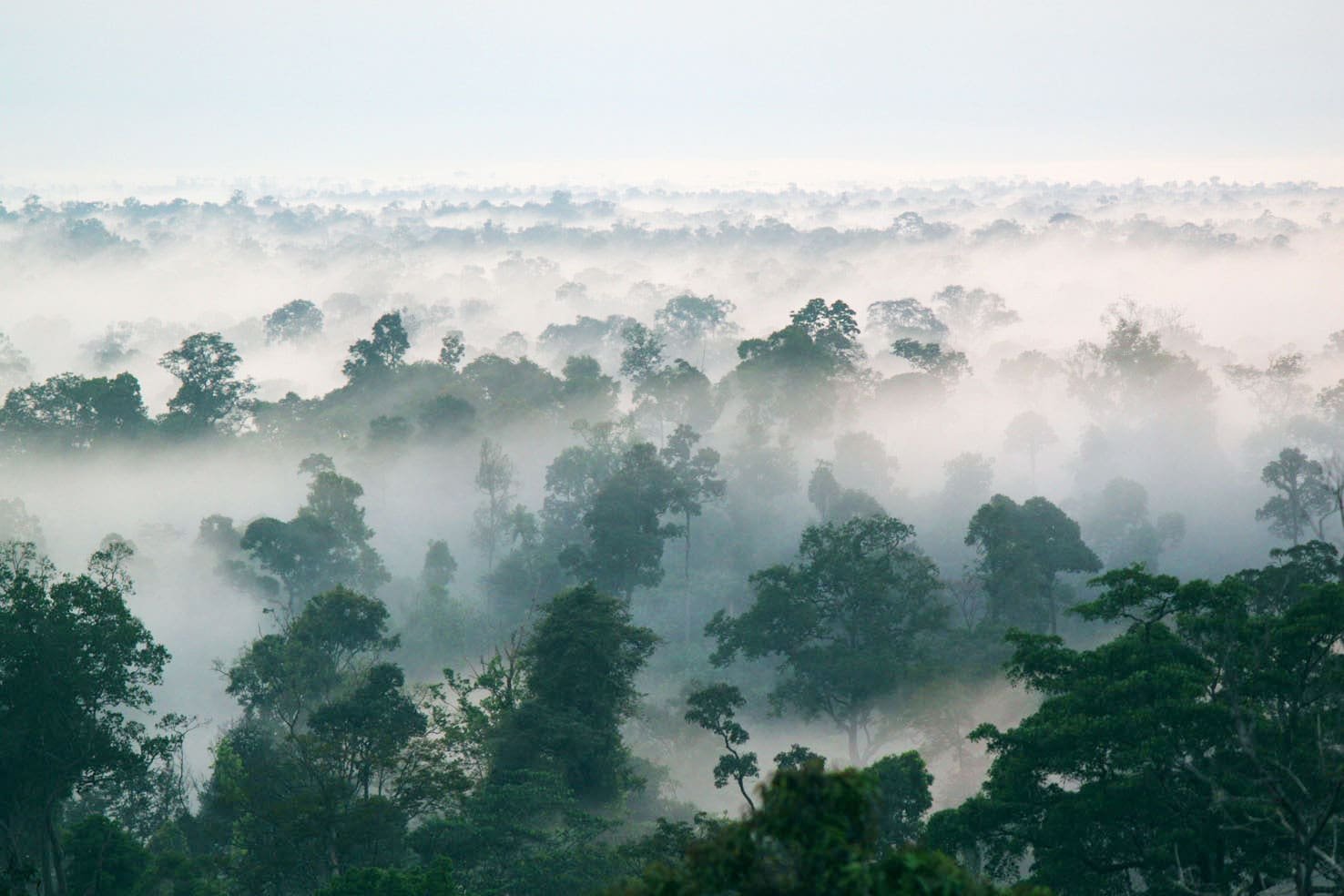 Hutan Harapan Jambi